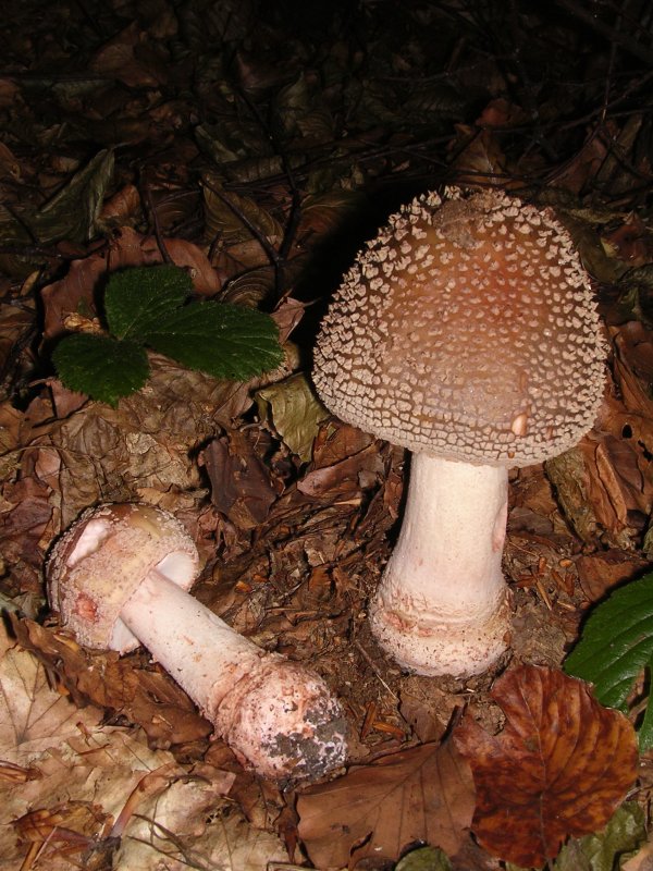 Amanita rubescens